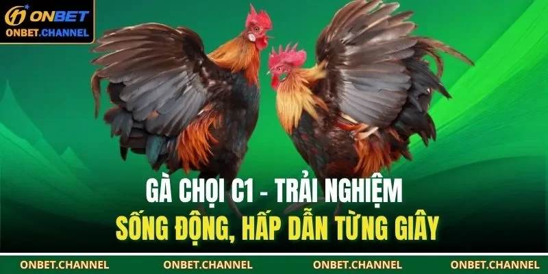 Gà chọi C1 không chỉ là môn giải trí hấp dẫn