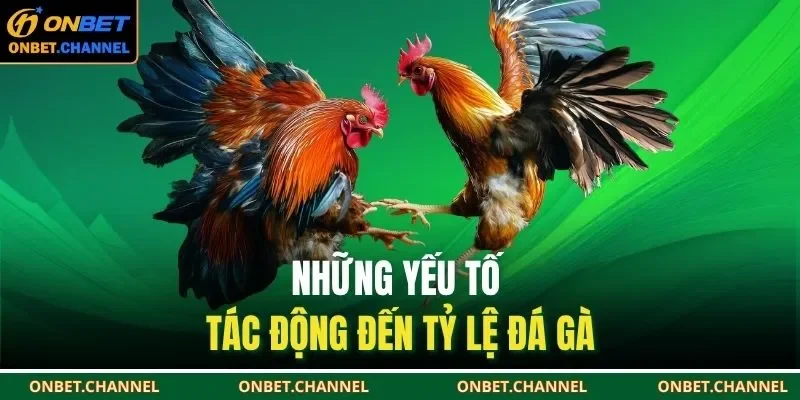 Những yếu tố tác động đến tỷ lệ đá gà